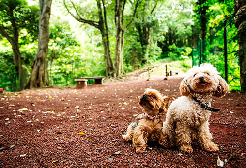 愛犬家のカップルや夫婦に贈りたいギフト